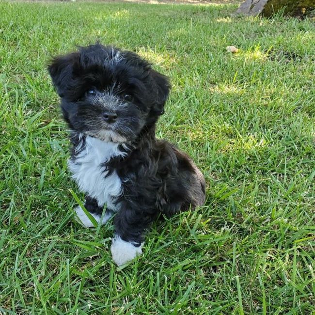 Black Havanese Puppy For Sale