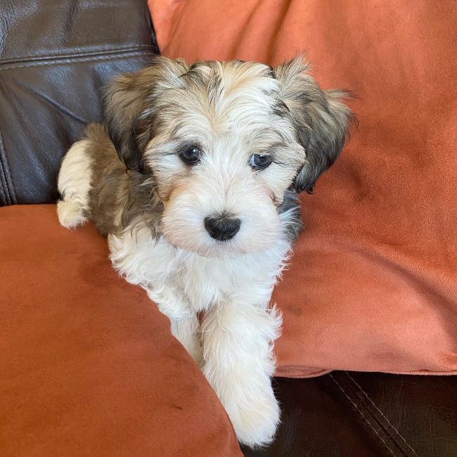 Teacup Havanese Puppy For Sale